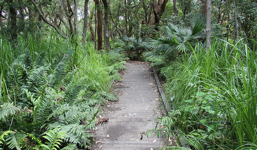 Lush ferns, grasses and cabbage tree palms surround a flat, timber bridge along Banks-Solander track. Credit: Natasha Webb/DCCEEW &copy; Natasha Webb