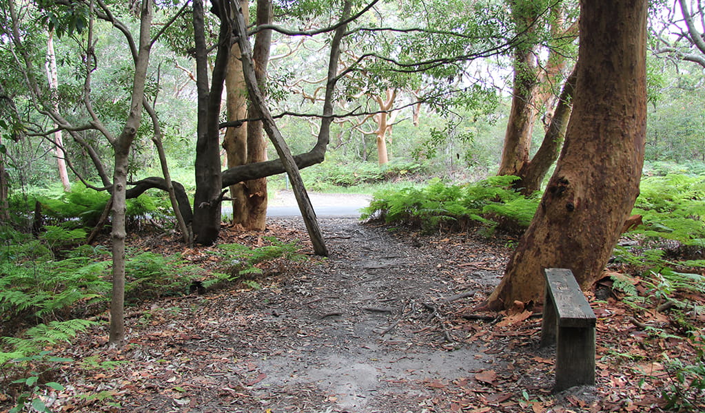 Flat earth track in a setting of ferns and angophoras on Banks-Solander track. Credit: Natasha Webb/DCCEEW &copy; Natasha Webb