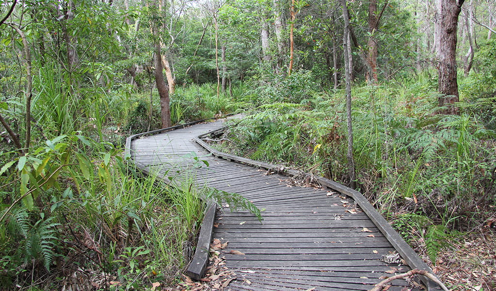 Bracken fern, pittosporum and and grasses surround a flat, timber walkway along Banks-Solander track. Credit: Natasha Webb/DCCEEW &copy; Natasha Webb