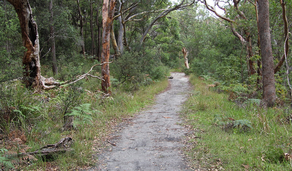 The loop ends with a stroll on a flat hardpacked dirt track and tall eucalypts on Banks-Solander track. Credit: Natasha Webb/DCCEEW &copy; Natasha Webb