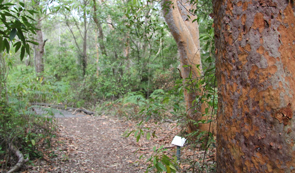 You'll find many signs describing plant species along Banks-Solander track. Credit: Natasha Webb/DCCEEW &copy; Natasha Webb