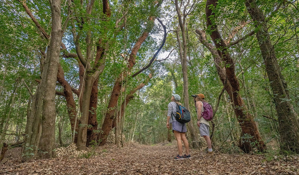 Walkers admiring the coastal rainforest on a bushwalk in Killalea Regional Park. Photo: John Spencer/DCCEEW &copy; DCCEEW