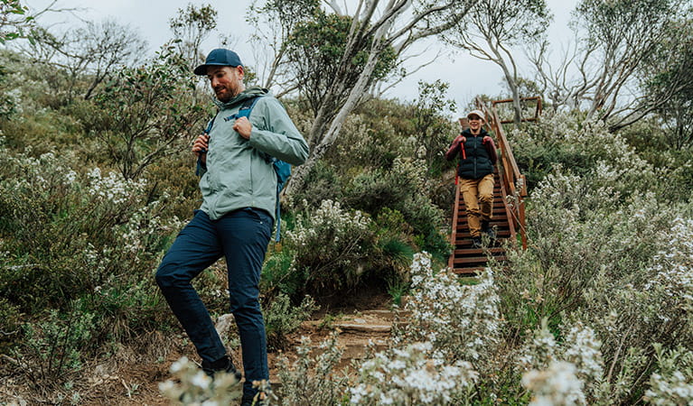 2 hikers surrounded by wildflowers on day 1 of Snowies Alpine Walk. Credit: Remy Brand / DCCEEW © Caravel Content