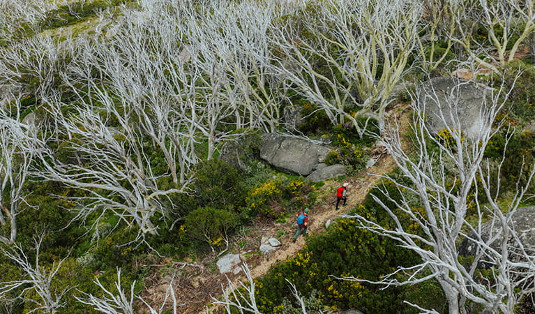 2 hikers surrounded by wildflowers and snow gums on day 4 of Snowies Alpine Walk. Credit: Daniel Parsons / DCCEEW © Caravel Content