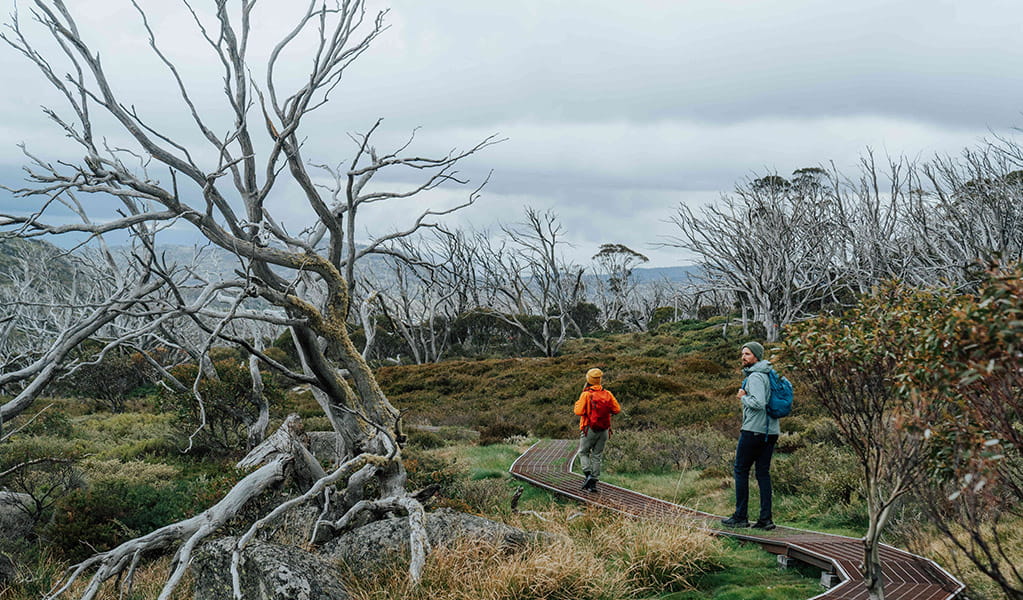 2 hikers on a raised path walking past twisted Snow Gums on Charlotte Pass Village to Perisher Valley walk, in the Thredbo-Perisher area. Credit: Remy Brand / DCCEEW © Caravel Content