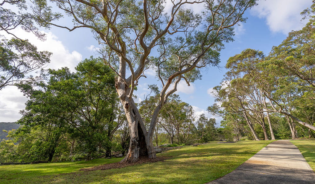 A wide, flat concrete path heads through open grassy parkland and eucalypt trees, along Kalkari discovery trail. Photo: Johny Spencer &copy; DCCEEW
