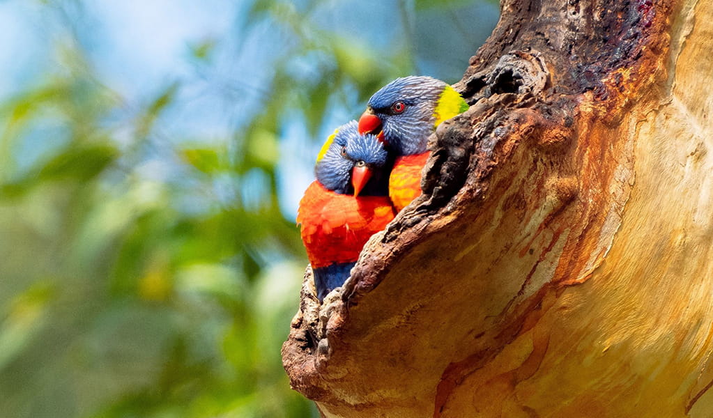 Two rainbow lorikeets in a hollow in Lane Cove National Park. Credit: Jonathan Gu/DCCEEW &copy; Credit: Jonathan Gu