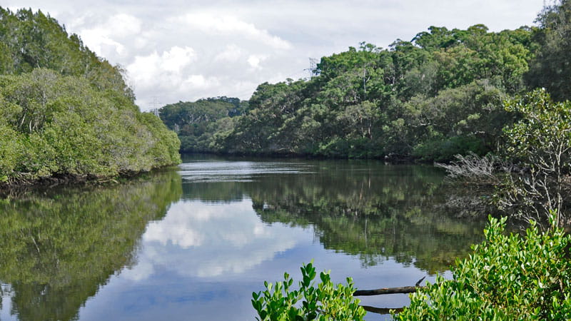 Lane Cove National Park | NSW National Parks