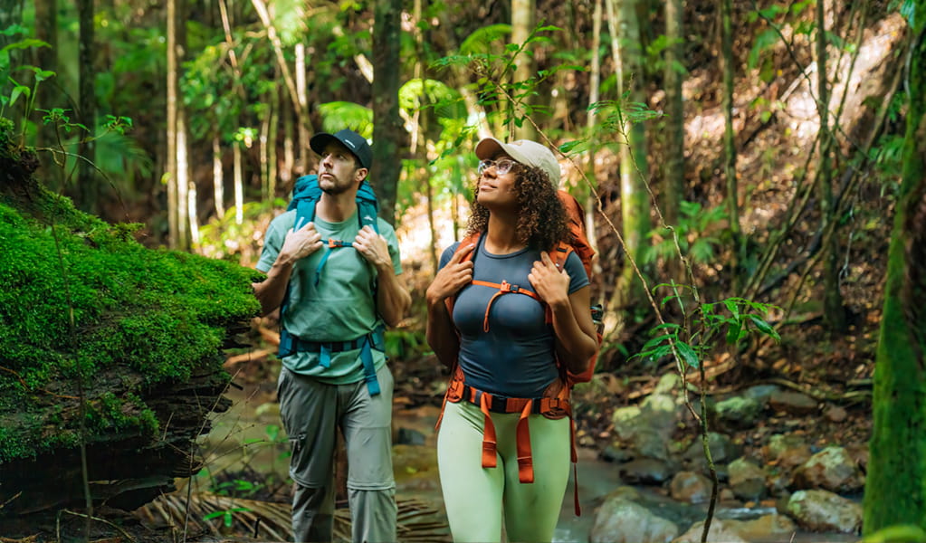 Walkers admiring the tall forest on Whiskey Creek walk in Mount Jerusalem National Park. Photo: Remy Brand &copy; Caravel Content