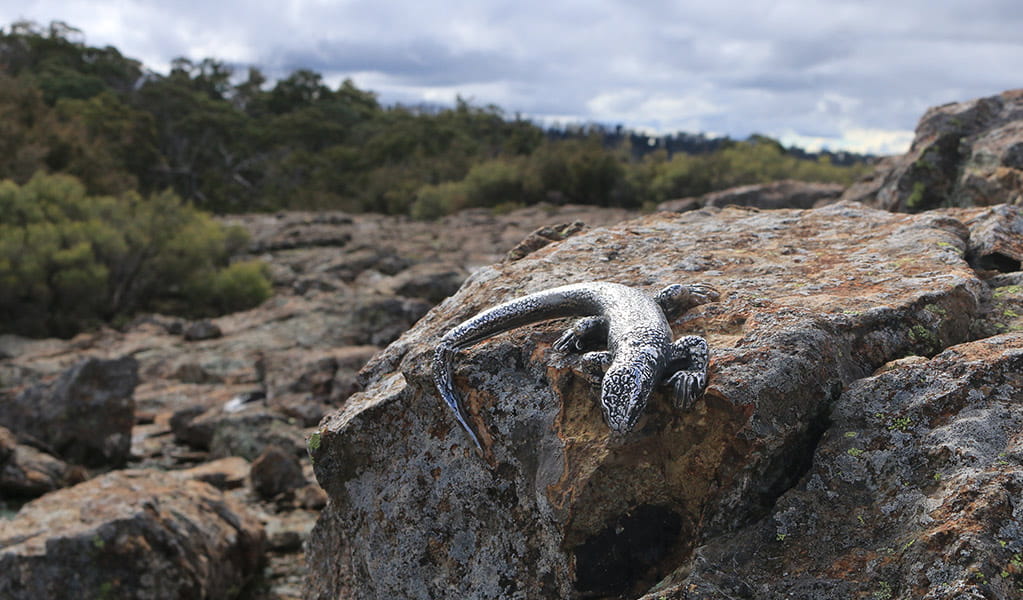 A cast sculpture of the threatened Kaputar rock skink, on rocks along Lindsay Tops walk. Photo: Kirsten Skinner &copy; Kirsten Skinner