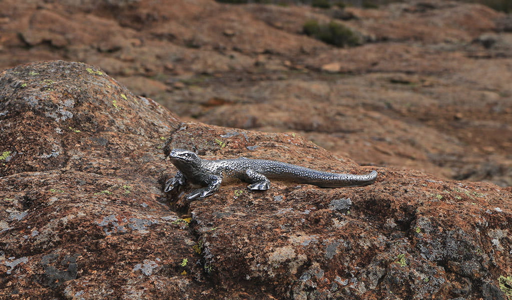 A cast sculpture of the threatened Kaputar rock skink, on rocks along Lindsay Tops walk. Photo: Kirsten Skinner &copy; Kirsten Skinner