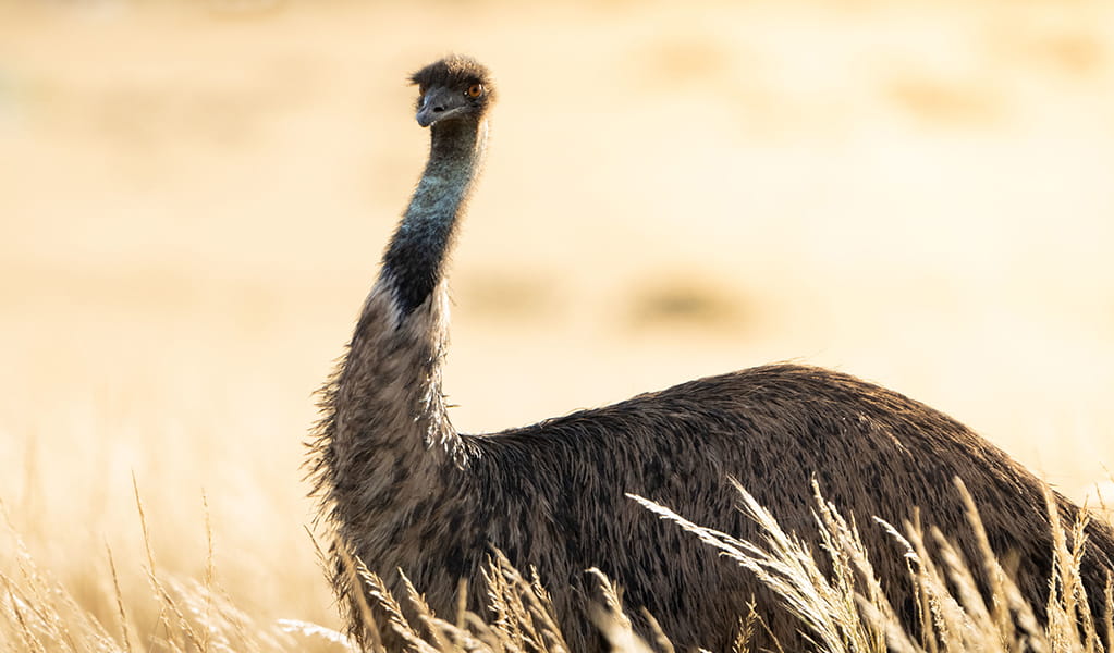 A large and stately emu walks through golden coloured grasslands. Credit: Brendan Tucker/DCCEEW &copy; Brendan Tucker