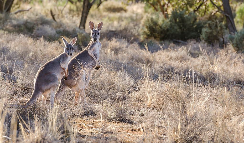 2 kangaroos sit alert and tall but well camouflaged in the wheat-coloured grasslands. Credit: John Spencer/DCCEEW &copy; DCCEEW