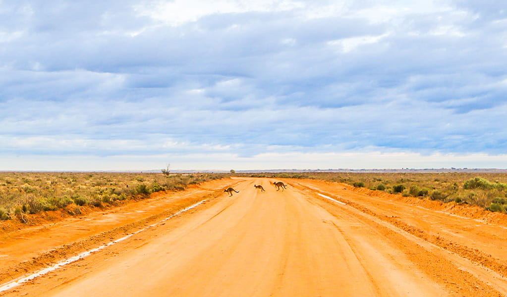 3 kangaroos cross a red earth road far in the distance with a bright blue sky. Credit: Francesca Nolan/DCCEEW &copy; Francesca Nolan