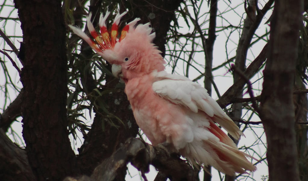 A beautiful pink and white Major Mitchell's cockatoo on a branch. Credit: Gavin Phillips/DCCEEW &copy; Gavin Phillips