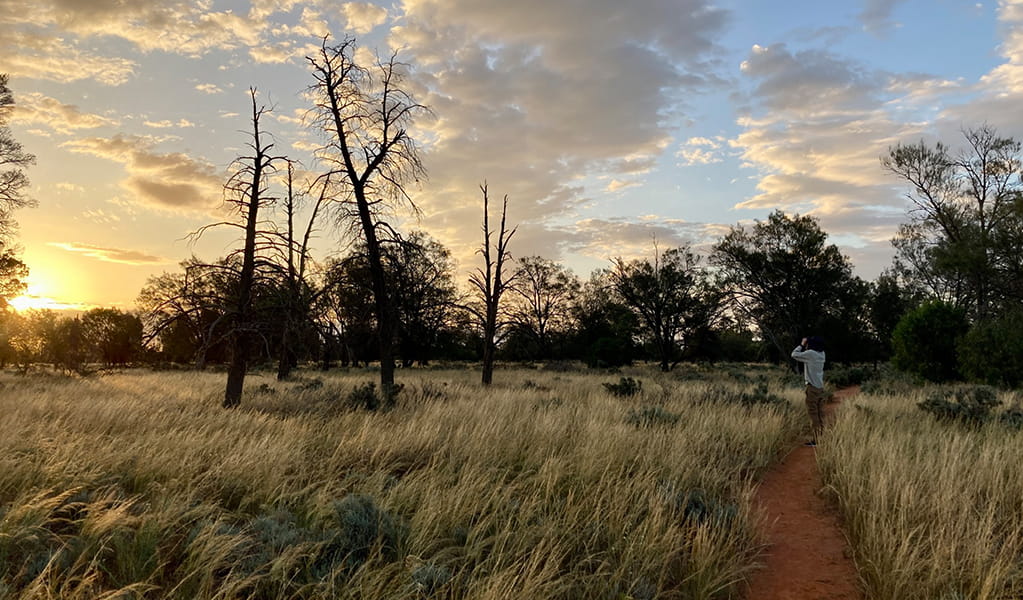 A woman holds binoculars to the sky looking for birds at sunset. Credit: Laura Baker/DCCEEW &copy; Laura Baker