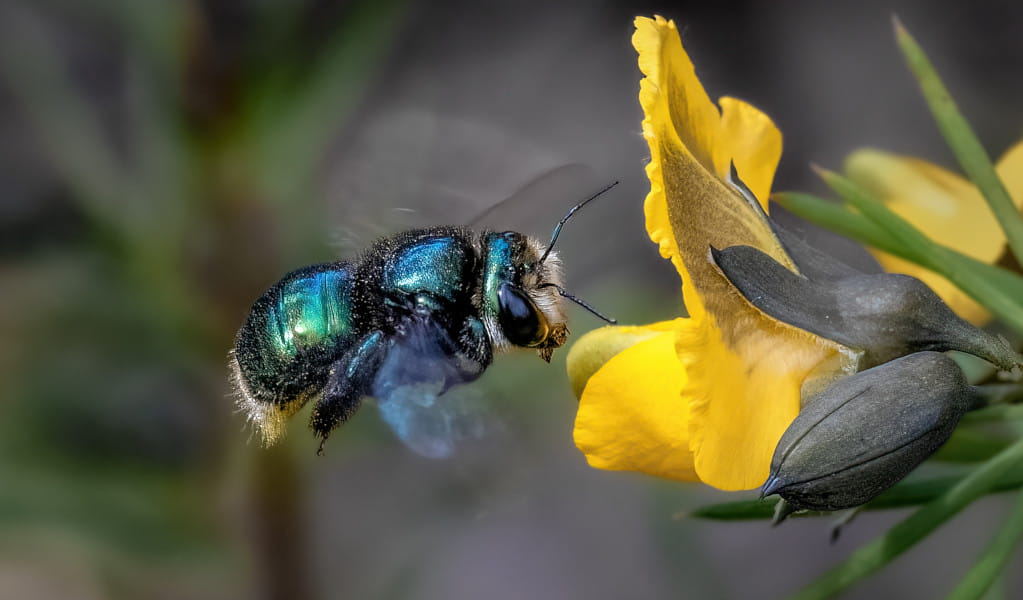 Green carpenter bee in Muogamarra Nature Reserve: Photo: Albert Hakvoort &copy; DCCEEW