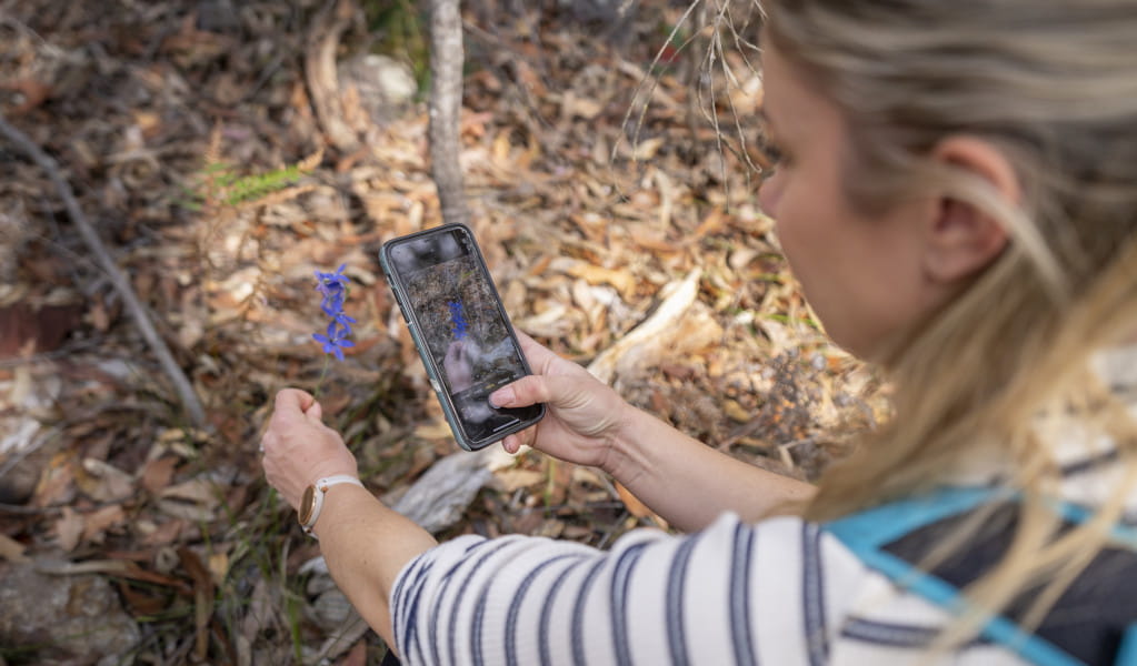 Women in striped shirt taking a photo of a wildflower, Muogamarra Nature Reserve. Photo: John Spencer &copy; DCCEEW