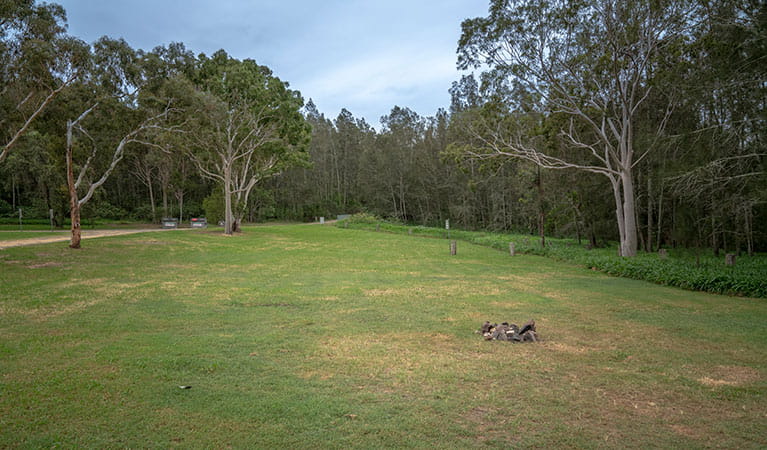 Grassy campsites set amongst trees at Violet Hill campground and picnic area in Myall Lakes National Park. Photo: John Spencer &copy; DPIE