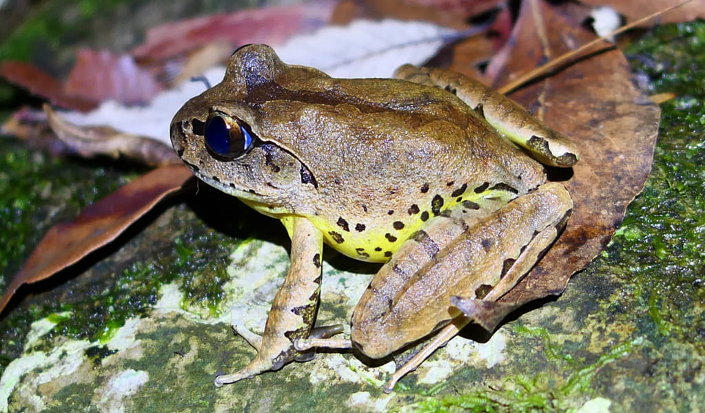 You can hear or even see Fleay's barred frog along the many creeks on Byan Yangala loop walk. Photo: Peter Higgins &copy; DCCEEW