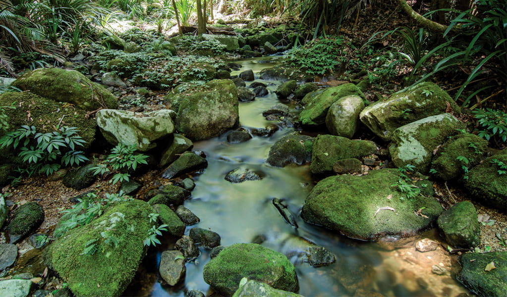 One of many mossy creeks on Byan Yangala loop walk in Nightcap National Park. Photo: John Spencer &copy; DCCEEW