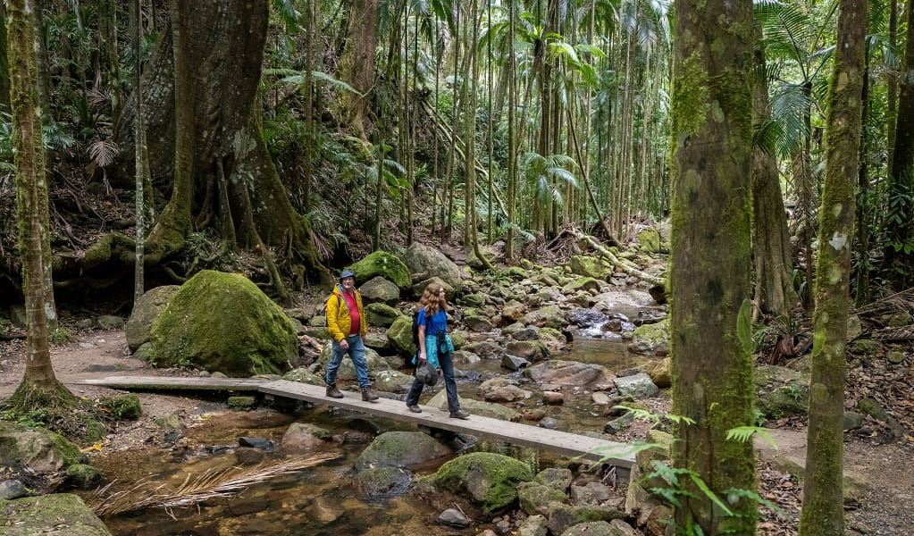 Walkers on a raised path over a creek bed, Protestors Falls walking track, Nightcap National Park. Photo: John Spencer/DCCEEW