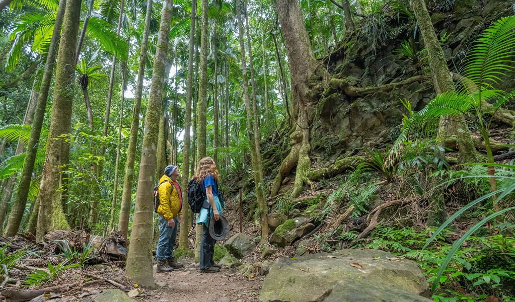 Walkers stop to take in the ancient beauty and enormity of the lush rainforest, Protestors Falls walking track, Nightcap National Park. Photo: John Spencer/DCCEEW