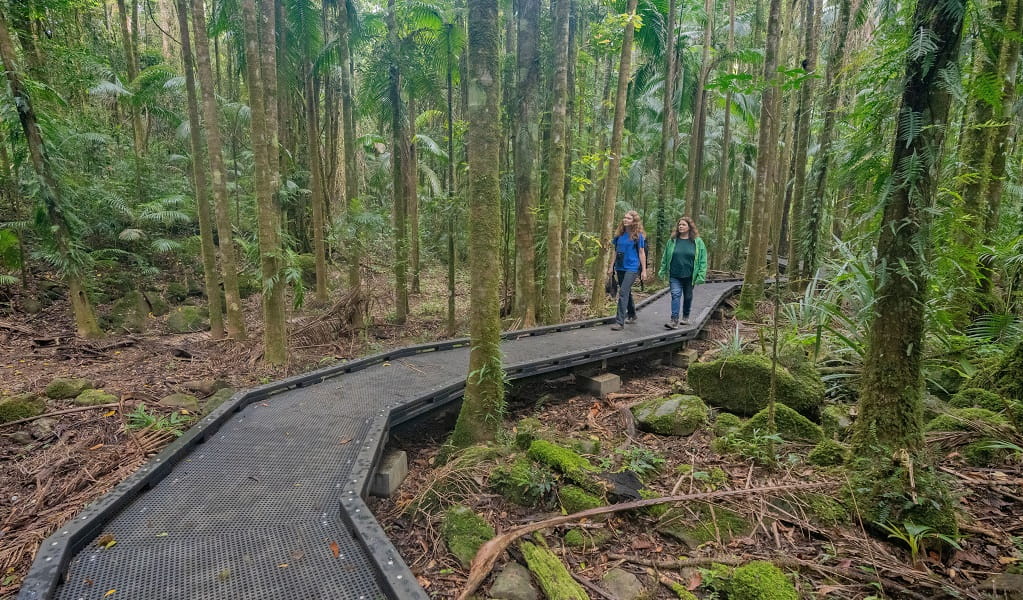 Walkers head back to the start of the walking track along a raised footpath, Protestors Falls walking track, Nightcap National Park. Photo: John Spencer/DCCEEW