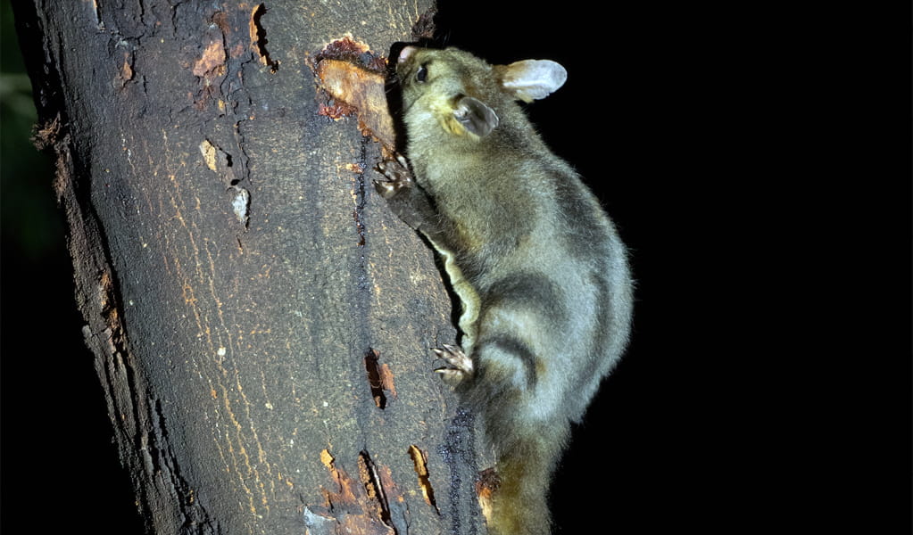 Yellow-bellied gliders can be seen emerging from their hollows at night in Yelgun Kyoomgun campground. Photo: Kerri-Lee Harris &copy; DCCEEW