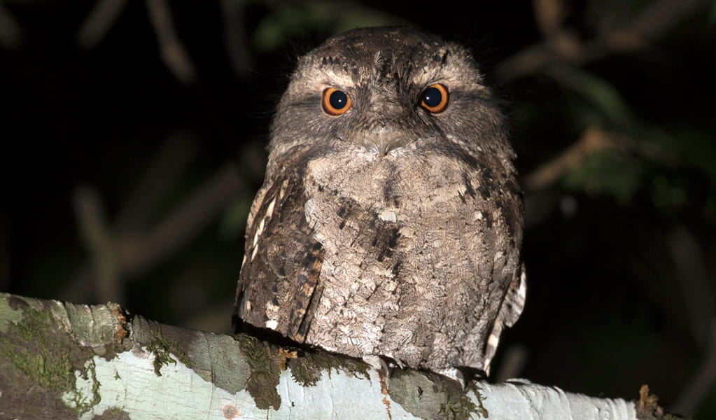 Marbled frogmouths can be seen at Weeun Weeun campground at night. Photo: Matt Wright &copy; DCCEEW