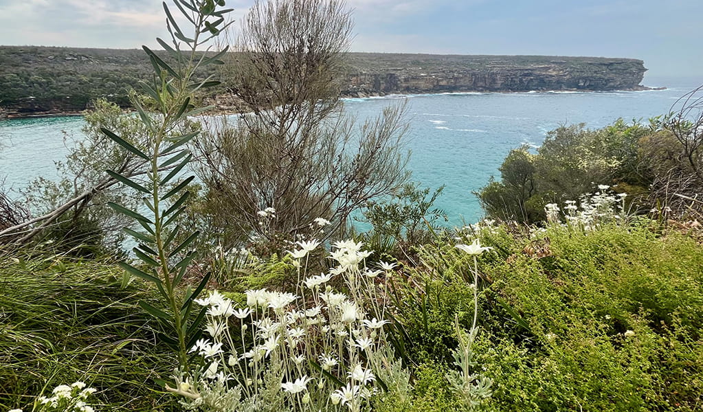 White flannel flowers with heathland in the foreground and views across the ocean to the most northern headland at Wattamolla. Credit: Natasha Webb/DCCEEW &copy; DCCEEW