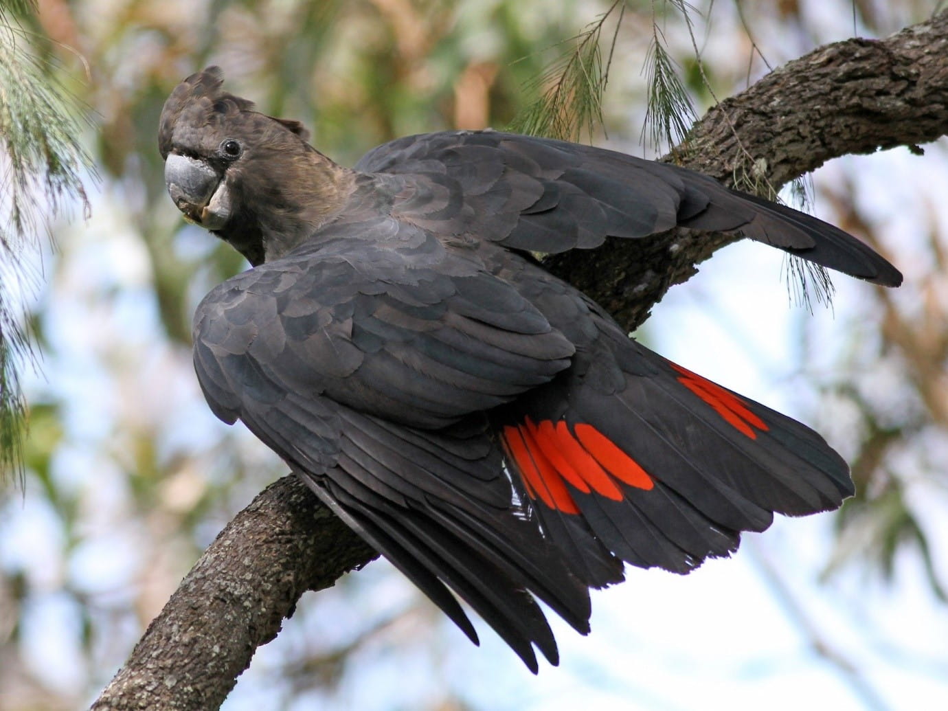 Glossy black-cockatoos can be seen in Scone Mountain National Park. Photo: Amy Pickering, &copy; DCCEEW