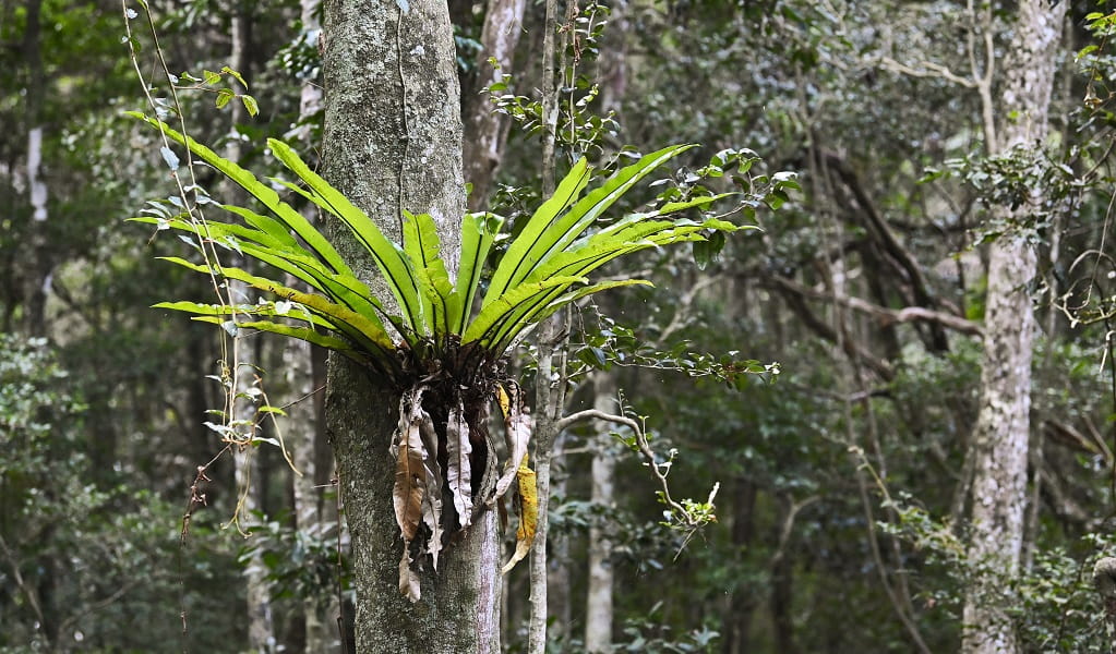 A bright-green bird's nest fern grows out of a large tree trunk, Sea Acres National Park. Credit: Adam Hollingworth/DCCEEW &copy; DCCEEW