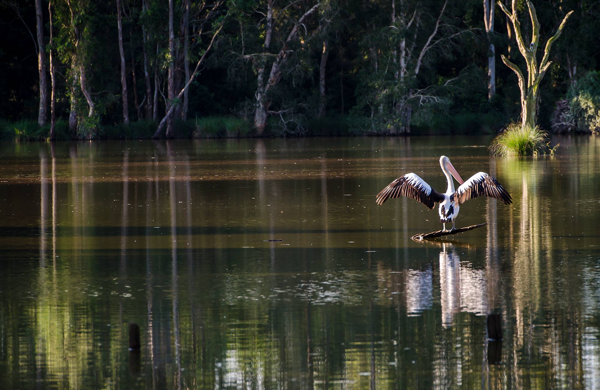 Seaham Swamp Nature Reserve | NSW National Parks