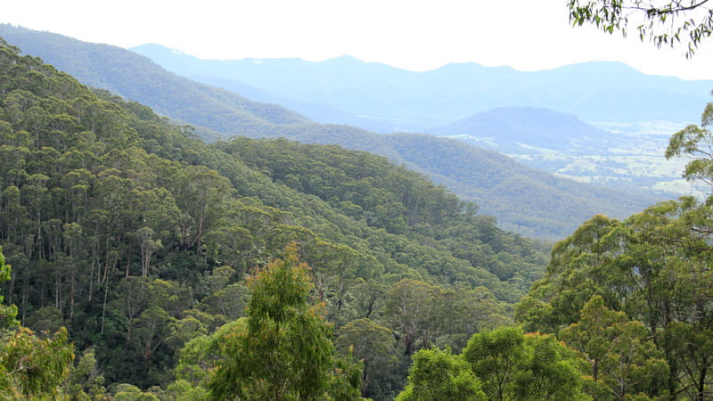 visit nsw forests