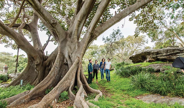 Visitors admiring a towering Moreton Bay fig tree in Nielsen Park. Photo: Simone Cottrell/DPIE