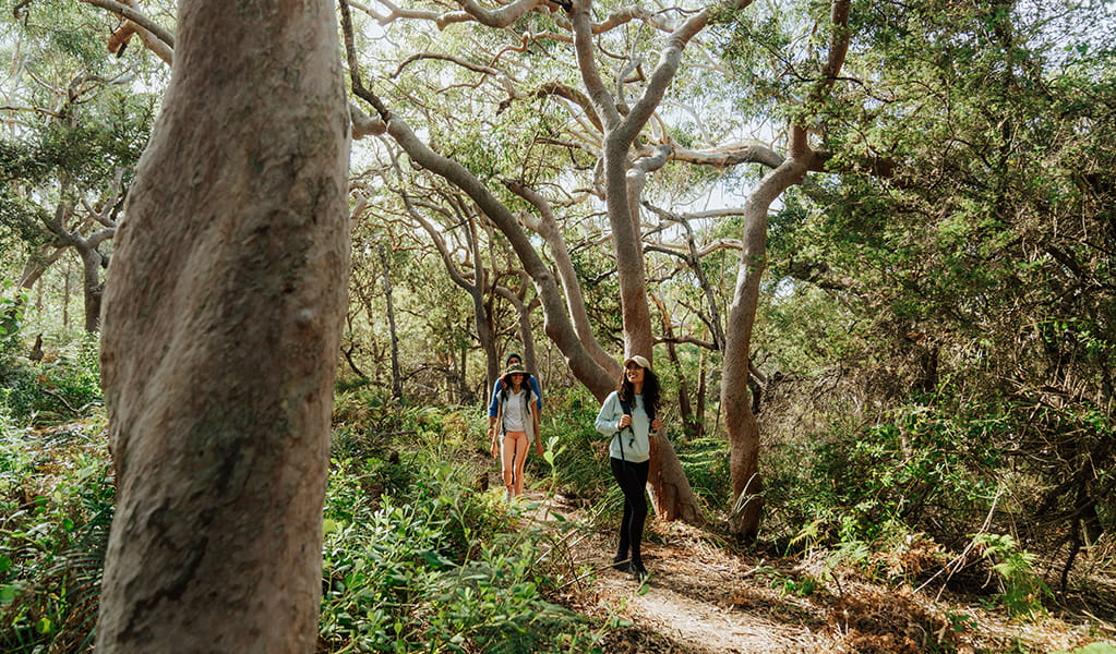 Tomaree Coastal Walk | NSW National Parks