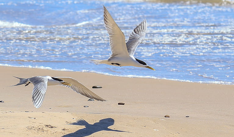 2 little terns take flight above a beach. Credit: Warren Steele/DCCEEW &copy; Warren Steele