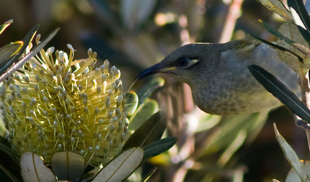 A brown honeyeater feeding on a grevillea flower. Credit: John Turbill/DCCEEW &copy; John Turbill