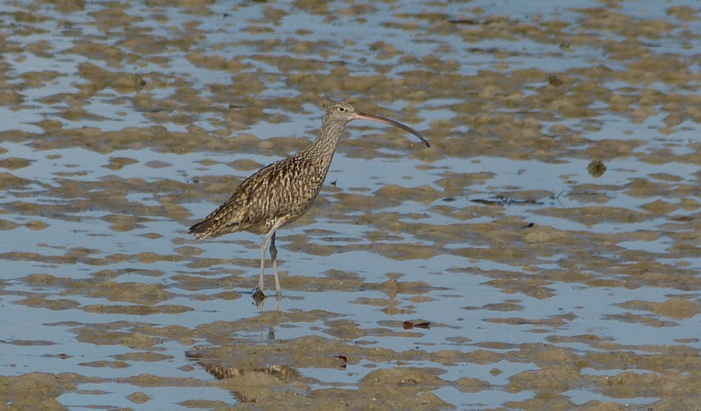 An brown eastern curlew camouflaged well in the ocean mudflats. Credit: Jackie Miles/DCCEEW &copy; Jackie Miles