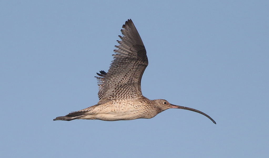 A critically endangered eastern curlew in flight. Eastern curlews are the largest shorebirds on our planet, growing up to 60cm tall. Credit: Lachlan Copeland/DCCEEW &copy; Lachlan Copeland