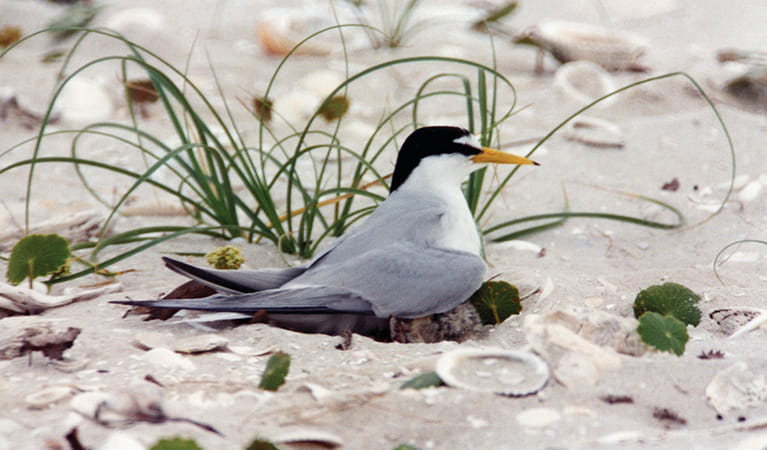 A grey, black and white little tern sitting on a nest of chicks on a beach. Credit: Geoff Ross/DCCEEW &copy;Geoff Ross