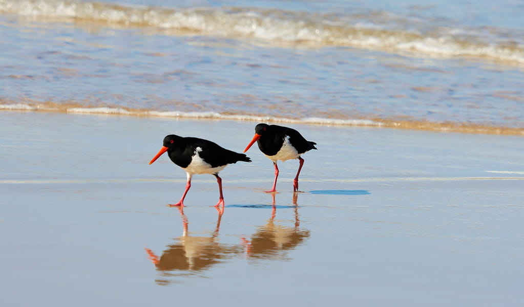 A pair of black and white pied oystercatchers with distinctive orange beaks and feet, walking on a beach. Credit: Nicola Brookhouse/DCCEEW &copy; Nicola Brookhouse