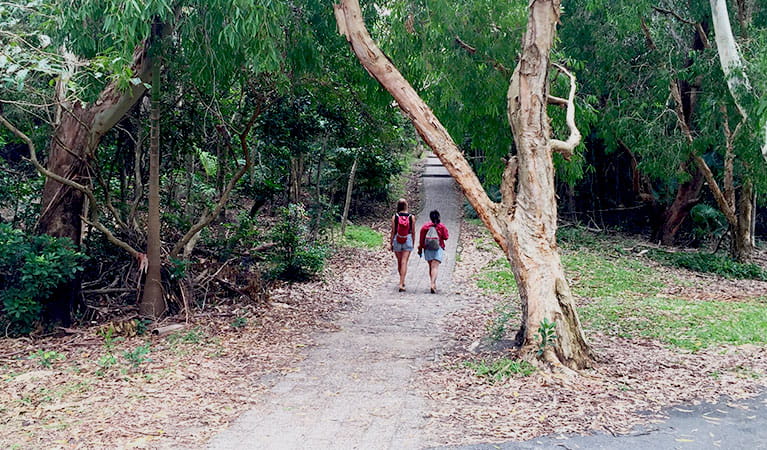 Cape Byron walking track, in Walgun Cape Byron State Conservation Area. Photo: Natasha Webb