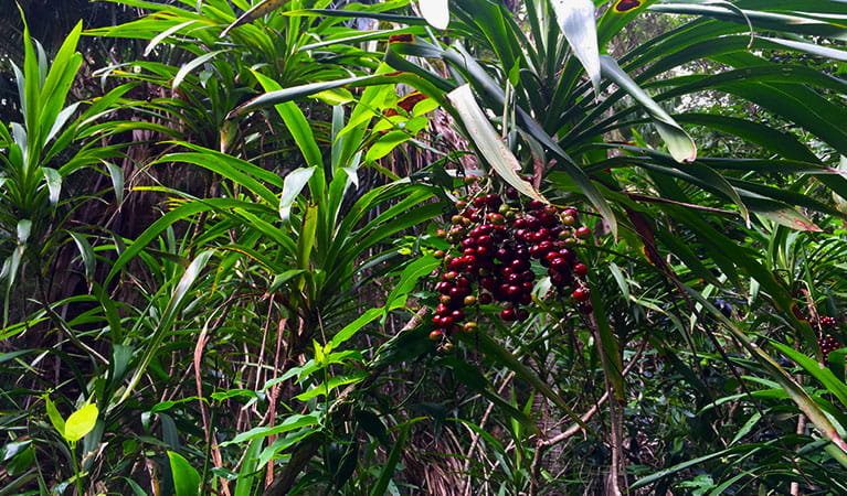 Plants along Palm Valley Currenbah walking track, Walgun Cape Byron State Conservation Area. Photo: Natasha Webb