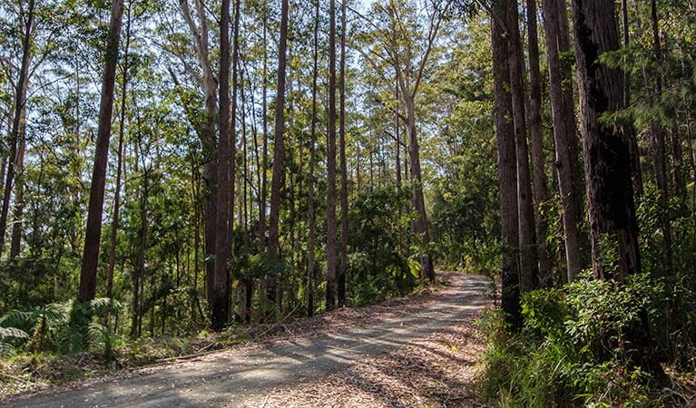 Hastings Forest Way touring route | NSW National Parks