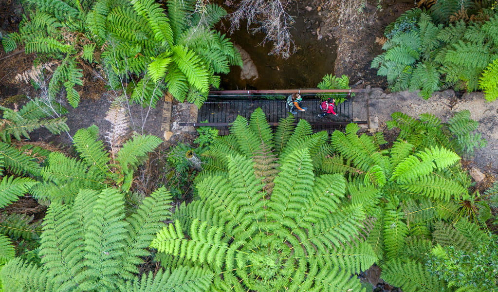 An aerial view of hikers surrounded by tree ferns in Penrose Gorge on the Glow Worm Tunnel via Wolgan Valley loop. Credit: John Spencer &copy; DCCEEW