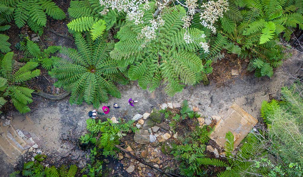 An aerial view of people surrounded by tree ferns on Glow Worm Tunnel walking track, Wollemi National Park. Credit: John Spencer &copy; DCCEEW