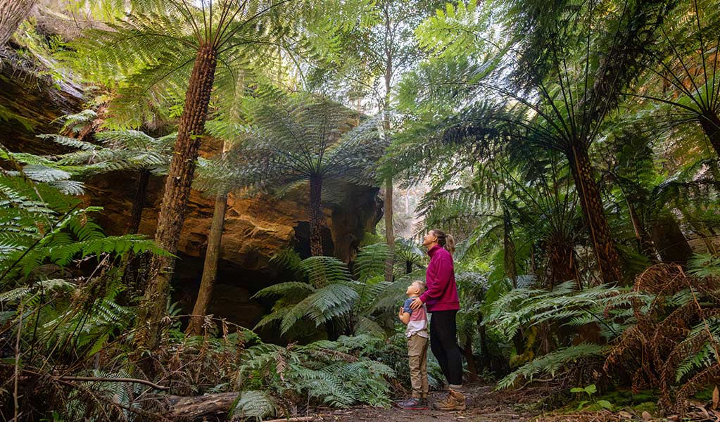 A mother and son on Glow Worm Tunnel walking track, looking up at the thick tree fern canopy in Penrose Gorge. Credit: John Spencer &copy; DCCEEW