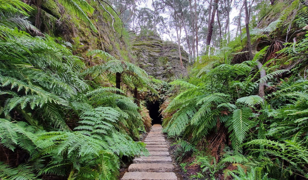 Stepping stones leading to the entrance of Glow Worm Tunnel surrounded by rainforest in Wollemi National Park. Credit: Jo Cox &copy; DCCEEW